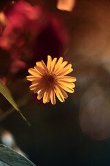 Flowers with bokeh and blur effect
