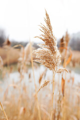 Dry reed in the wind, lakeside, autumn grass, abstract natural background - obrazy, fototapety, plakaty
