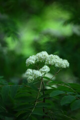 Flowers with bokeh and blur effect