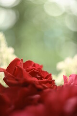 Flowers with bokeh and blur effect