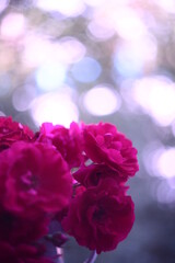 Flowers with bokeh and blur effect