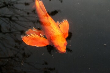 Japanese Koi in a pond in tokyo