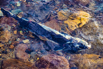 View of Salmon swim upstream to mate and lay their eggs along Rausu River, Japan