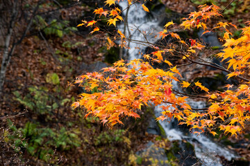 色づいたモミジと滝

