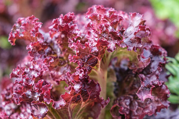 Close-up of leaves of dark red Lollo Rossa organic lettuce. Red-edged, heavily frilled leaves of...
