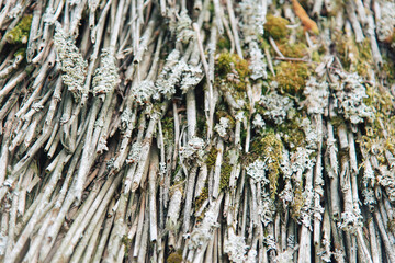 close up of a stump
