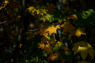 黄葉したイタヤカエデの葉
