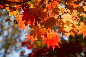 オレンジ色のハウチワカエデ
