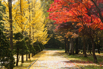 Naklejka premium カラフルな秋の公園 