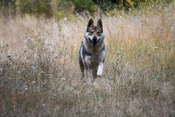 Lobo corriendo