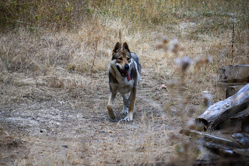 El perro lobo