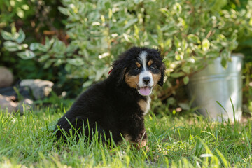 Puppies of Bernese Mountain Dogs on the meadow