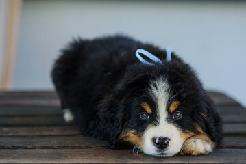 Puppies of Bernese Mountain Dogs on the meadow