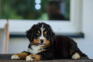 Puppies of Bernese Mountain Dogs on the meadow