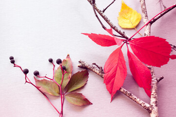 colorful autumn leaves and berries