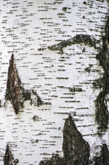 pattern of birch bark with black birch stripes on white birch bark and with wooden birch bark...
