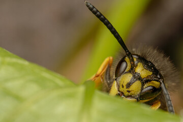 Close up shot of a bee on a green leaf