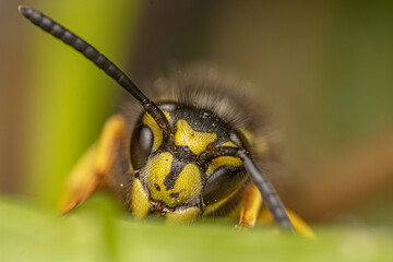 Close up shot of a bee on a green leaf