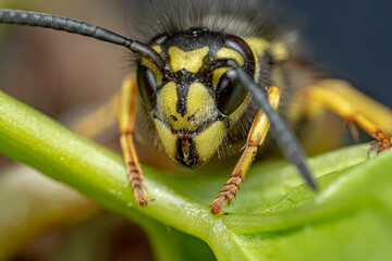 Close up shot of a bee on a green leaf