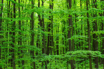 Green forest tree foliage in summer