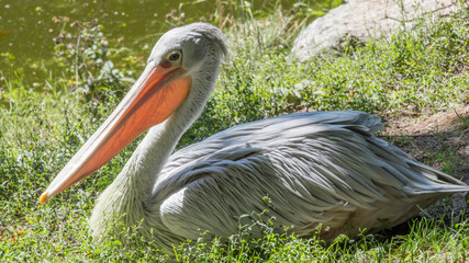 pelikan wygrzewający się na słońcu