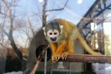 Obraz premium Monkey at a small zoo in Japan