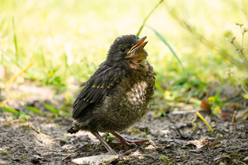 Portrait of a small blackbird. Young bird sits on the ground. Turdus merula.