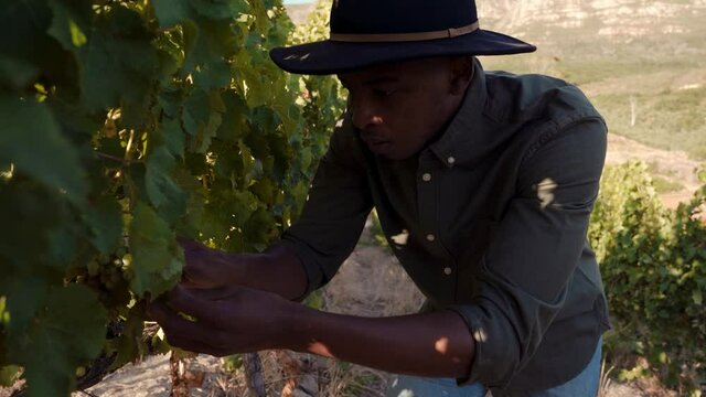 Male ethnic worker walking through vineyards examining grape leaves for virus 