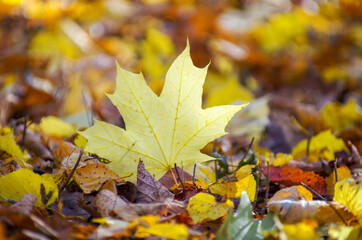 Fototapeta na wymiar Yellow maple leaf on the ground in autumn sunlight