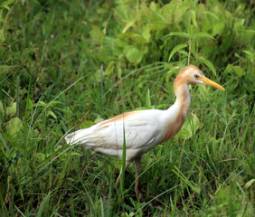 heron is running and in search of prey 