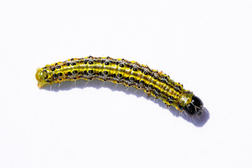 Boxwood moth caterpillar. Cydalima perspectalis. East Asian small butterfly.