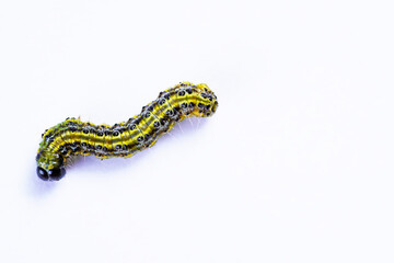 Boxwood moth caterpillar. Cydalima perspectalis. East Asian small butterfly. White background.