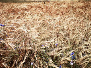 Grain in a farm field and sun