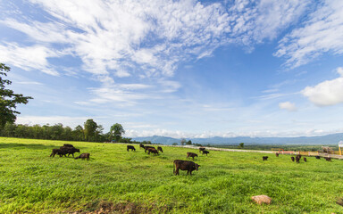 Cows grazing on a green summer meadow. Livestock