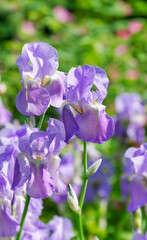 Irises in the garden, perennial garden.