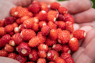 Ripe wild strawberries in a woman's hand