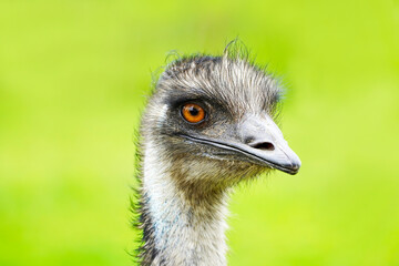 Portrait of an emu. Close up of large ratite with green background. Dromaius novaehollandiae.