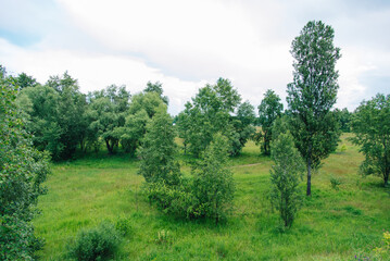 Fototapeta na wymiar Spring meadow with large trees with fresh green leaves. 