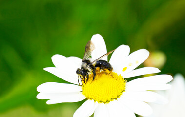 Mining bee on a flower against a green natural background. Insect close up while collecting nectar.