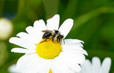 Obraz premium Mining bee on a flower against a green natural background. Insect close up while collecting nectar.