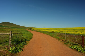 Fototapeta na wymiar A red gravel farm road splitting the green wheat and yellow canola fields