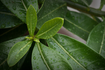 green leaf with raindrops, nature background.