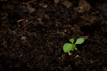 Young green plants growing out of the soil.