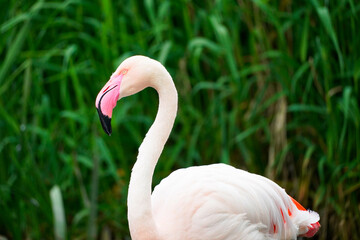 Fototapeta premium Portrait of a pink flamingo against a green natural background. Phoenicopteridae.