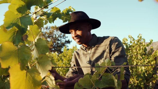 Mixed race male farmer examining grape leaves of vineyard checking for virus.