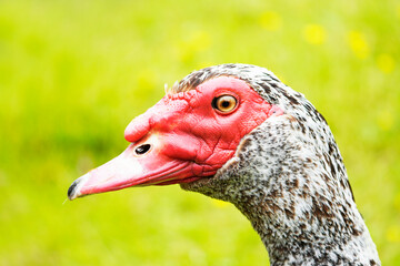 Goose with red head and black and white plumage against a green background.