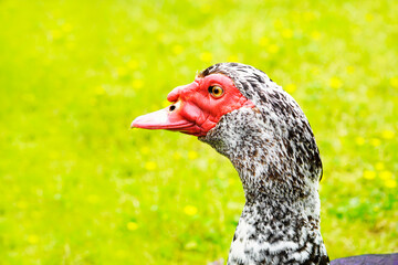 Goose with red head and black and white plumage against a green background.