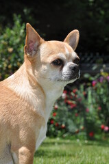 Chihuahua portrait*
