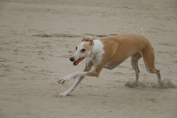 a beautiful galgo is running at the beach at the north sea