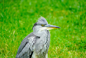 Obraz premium Gray heron against a green background in natural surroundings. Bird with gray plumage. Ardea cinerea.